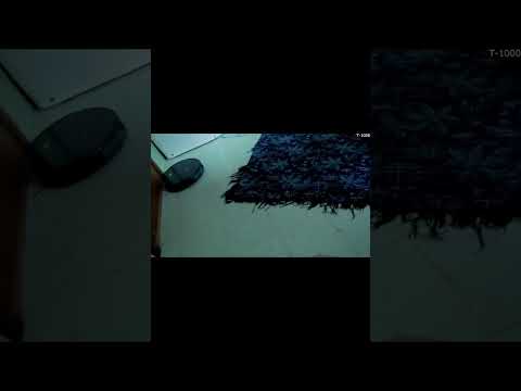 How to Wean a Cat Afraid of a Vacuum Cleaner