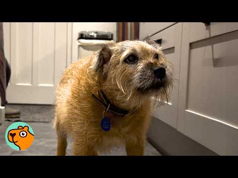 12 Year Old Dog Lost His Family. Then He Found “Forever Dad” | Cuddle Buddies