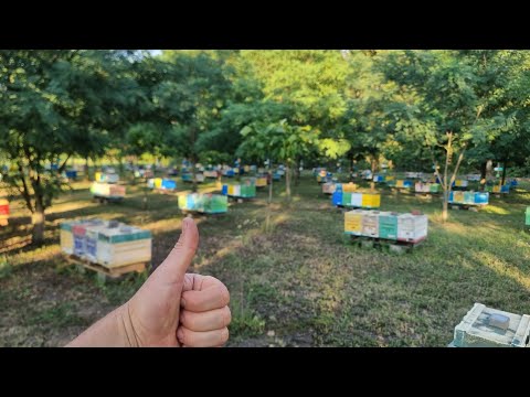 ✅️We visited Ivan Fabro. At Ivan Fabro's apiary 😉