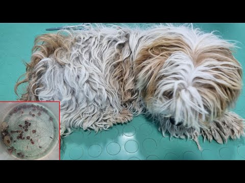 This Matted Dog Had Tons Of Ticks