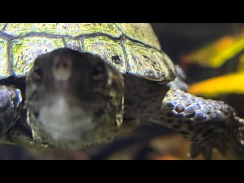 Are you Circumcised? episode 2