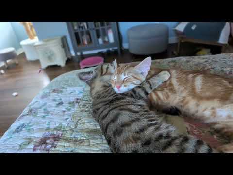 Tiny Dancers: Flamenco & Mambo have a snuggle