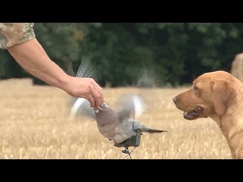 Fieldsports Britain - Pigeonshooting, gundog pups and how to be a better person, episode 94
