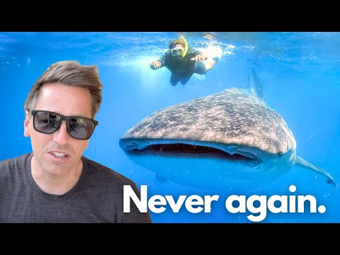 Swimming with Whale Sharks in Cebu, Philippines — What They Don’t Tell You