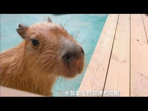 深圳窩窩萌寵森友會