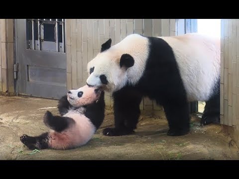 パンダのシャンシャン、誕生から１歳までの記録