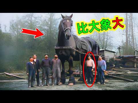 世界最大的10種超級巨馬！簡直刷新認知，原來馬可以這麼「大」#巨馬 #最大的馬 #超級巨馬 #體形超大的馬 #馬