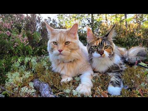 Buster and Iris Take a Walk In the Autumn Forest!