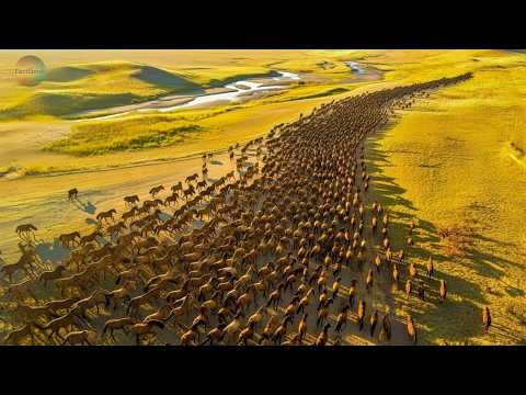 This Species Was Considered EXTINCT For 60 Years | But They FOUND It in the Steppes of Asia.