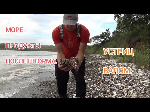 Сбор морепродуктов после шторма. поиск морепродуктов на берегу. дары моря после шторма.