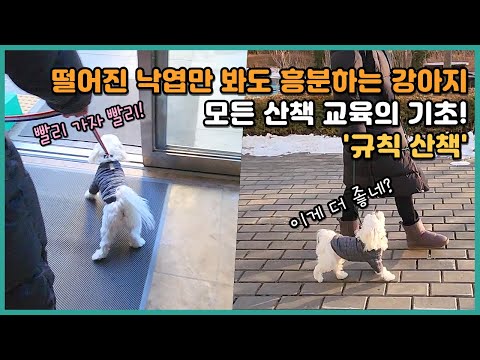 An excited, leash-pulling puppy: the foundation of all walk training! 'Rule walks' | Maltese Milk...