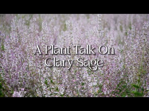 The Miraculous Benefits of Clary Sage Oil