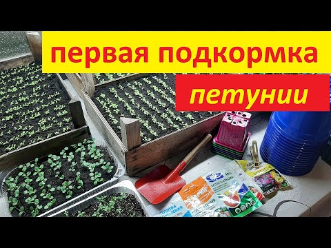 ПЕРВАЯ ПОДКОРМКА ПЕТУНИИ ДЛЯ ЛУЧШЕГО РОСТА корней чем подкормить петунию