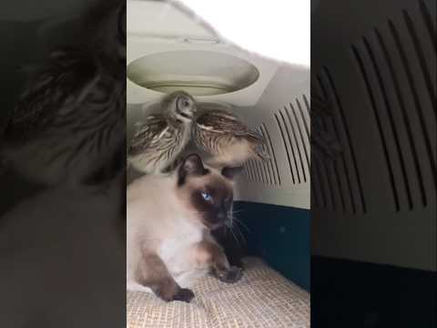 Al Wings: Owl's Epic Landing #youtubeshorts