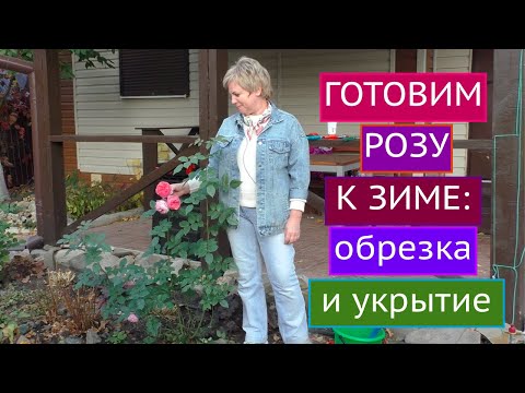 КАК ПОДГОТОВИТЬ РОЗУ К ЗИМЕ! ОБРЕЗКА, УКРЫТИЕ И ДРУГИЕ ТОНКОСТИ!
