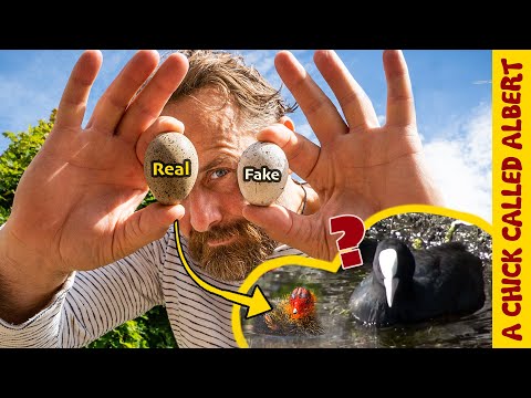 I switched her egg, now would she accept her baby?