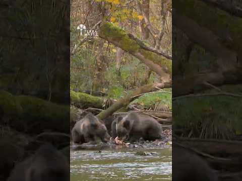 This is Why Bears Wait for Salmon Season - They're better at fishing than us!