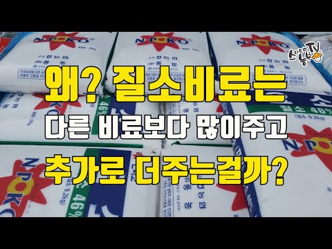 질소비료 주는방법 질소비료 효능과 장단점