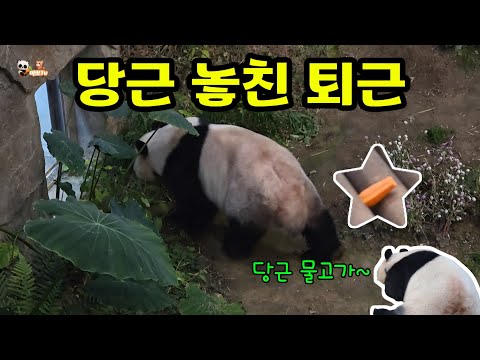 🗓20251219 판다월드🎦당근 놓친 러바오 | 러아부부 퇴근영상🎦💕🐼러바오🐼아이바오🦝레몬💕