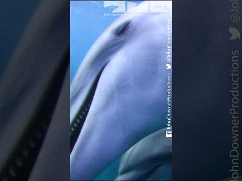 Dolphins Pass The Puffer! #dolphin #pufferfish #oceans #funnyanimals