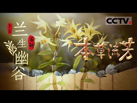 《本草流芳》02 兰生幽谷：一株默默无闻的小草 成为了悬壶济世的良方【CCTV纪录】