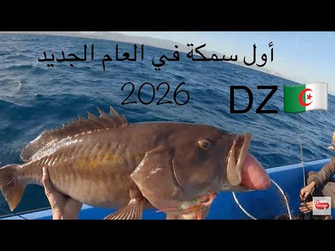 اول خرجة صيد في العام الجديد 03 جانفي 2026  première sortie de pèche de l'année - jijel - DZ DZ