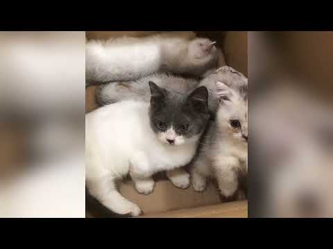 Les chatons comiques rempliront votre journée de sourires