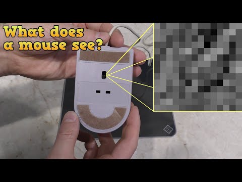 What does a computer mouse see?