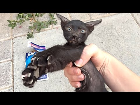 Woman goes to work, returns home with cat