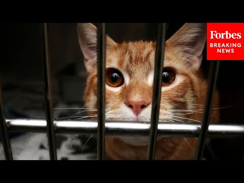 '$20 Billion A Year Of Taxpayers Money' Wasted On 'Ineffective & Inhumane Tests' On Animals: Witness