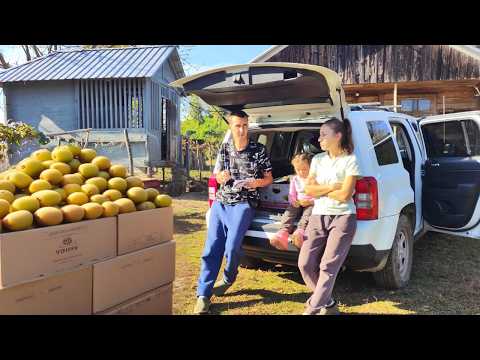 KIWI HARVEST in Georgia: how much we earned this season!