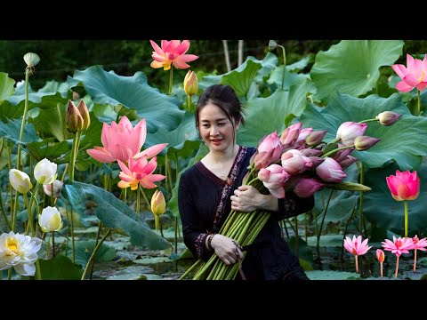 Harvest lotus flowers, the most beautiful flower in the pond, to cook delicious dishes