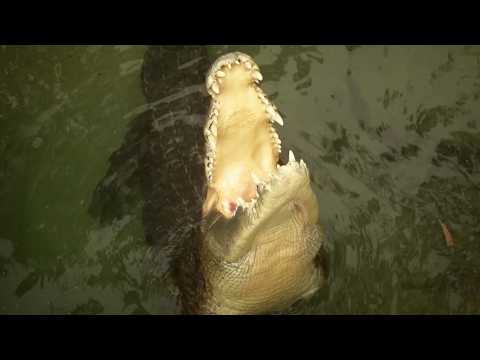 Australia's Deadliest: Secrets Medicine From Apex Predators