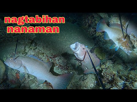 ep558 Dive1 nagtabihan nanaman ang mga first class na isda sa dating spot
