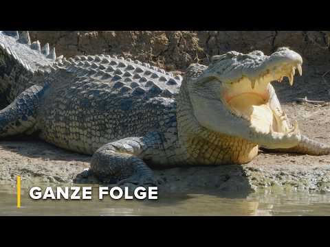 Die erbarmungslose Dominanzhierarchie der Krokodile | Geheimnisse des wilden Australien 103