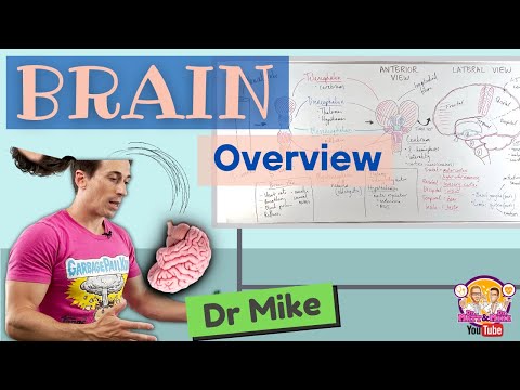 Overview of the Brain