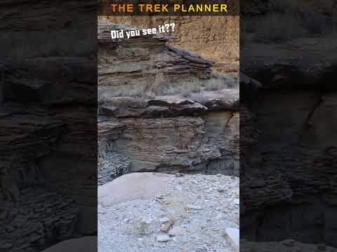 I Should Have Watched My Step…Not My Camera