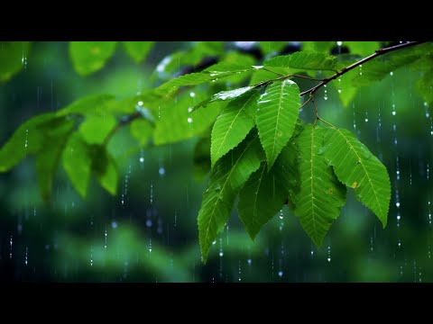 머리가 정화되는 숲 속 치유음악 🎵 편안한 하프연주, 명상음악🍀 마음이 편안해지는 음악🍁 휴식음악, 힐링음악, 머리를 맑게 해주는 최고의 음악