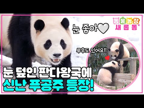 [#새롭동물농장] 눈 덮인 판다월드에 푸공주의 등장이라,,, 푸바오 만족도 최상😍 / EP.1155 #TV동물농장 #AnimalFarm #SBSstory