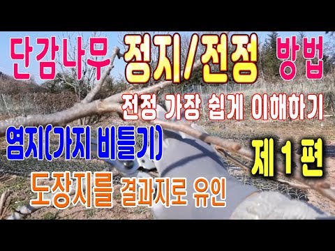 Persimmon Tree Pruning Part 1: Pruning Persimmon Trees Persimmon Tree Pruning Persimmon Tree Shaping