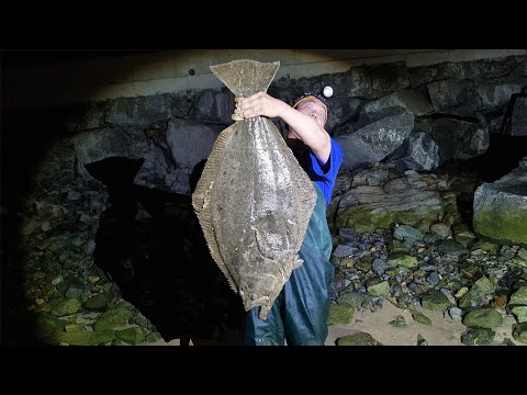 Let's catch and eat a giant wild flounder with our bare hands!