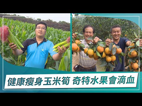 草地狀元-神奇玉米筍減肥排毒媽媽救星VS奇特水果會滴血的柳丁(2021.11.29播出)