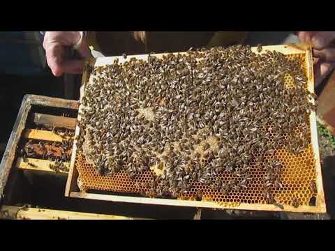 Зимовка двух маток в изоляторах Хмары результат 2020 год