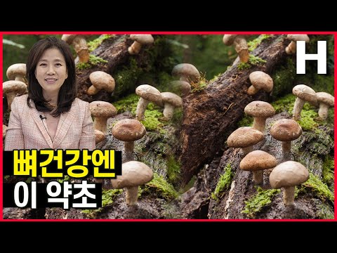 통뼈 만드는 뼈건강 음식 4가지! 칼슘과 뼈건강에 필요한 다양한 영양소도 알아봐요!