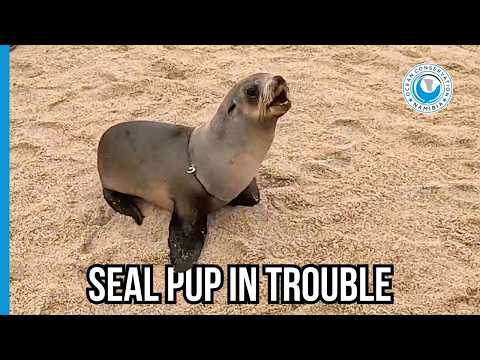 Hawain’s Gentle Rescue Saves Seal from Packing Strap