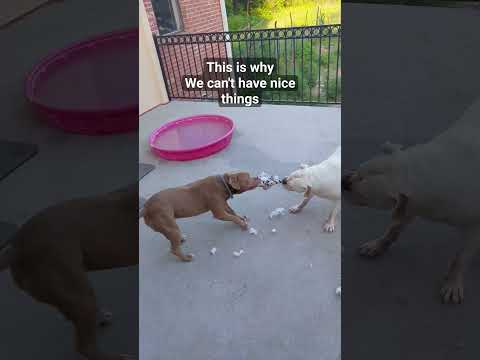 These two are always up to no good. We go through so many stuffed animals. #dog #pibble #bulldog
