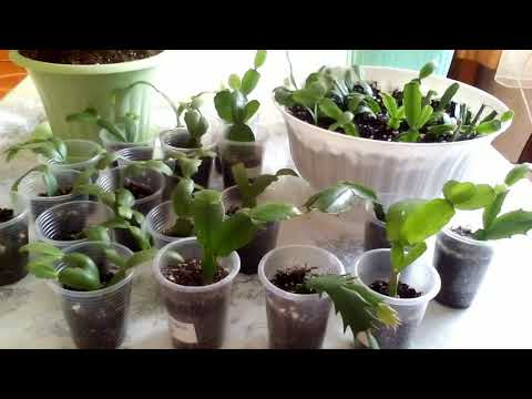 Декабрист (Шлюмбергер) и Рипсалидопсис. Сходство и различие. Уход.