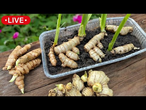 🔴Live: How to Grow Ginger and Turmeric in a Pot - At Home