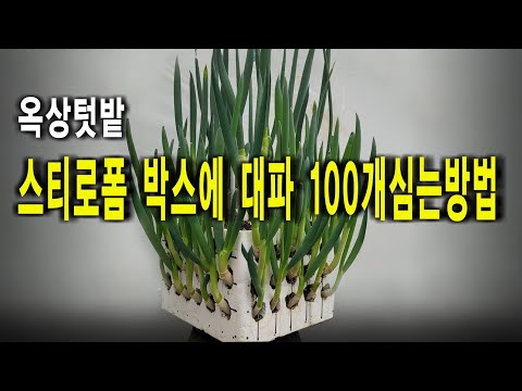 대파심는 방법 스티로폼에 도전 너무 쉬워 누구든지 대파농사 할수 있어요.