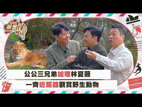 他們的澳洲駕期｜公公三兄弟加埋林夏薇 一齊近距離觀賞野生動物｜自駕遊 旅行 旅遊｜TVB綜藝